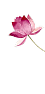 Lotus flower
